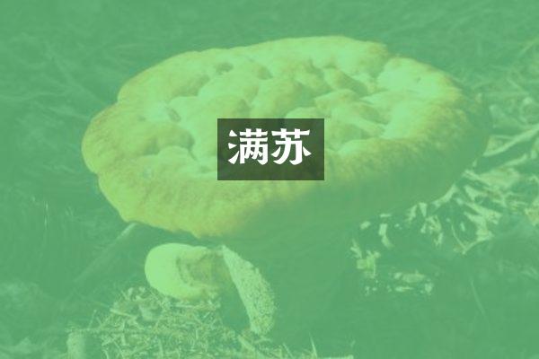 满苏