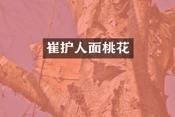 崔护人面桃花